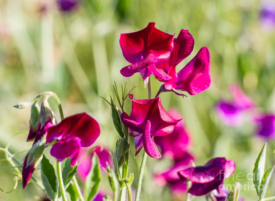 Wild Sweet Pea Photograph - Red Sweet Pea  3340 by Stephen Parker