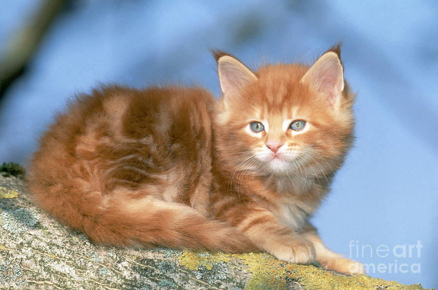 Red Tabby Maine Coon Kitten Photograph by Jean-Louis Klein & Marie-Luce Hubert