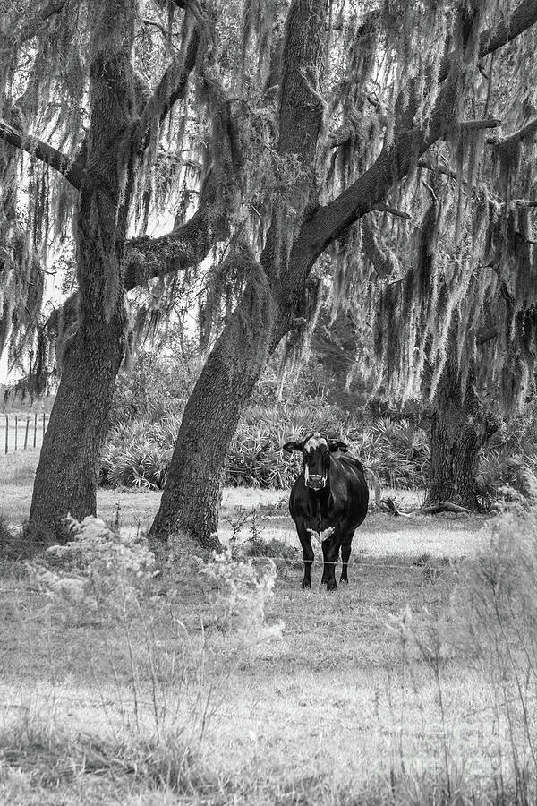 Red-Tagged Cow, Black and White Photograph by Liesl Walsh
