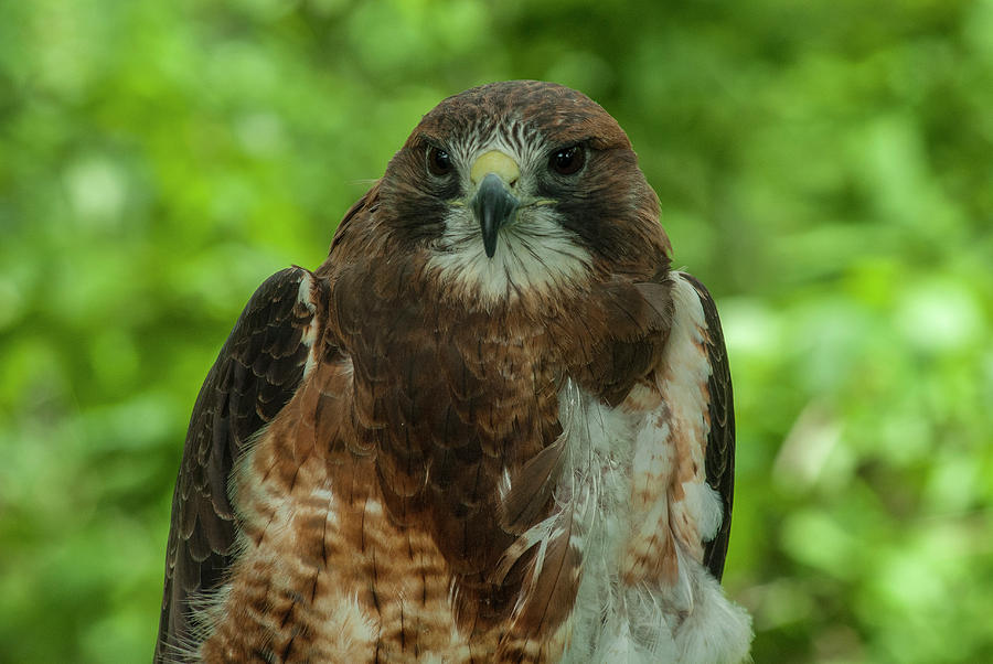 Red-tailed Hawk 028 Photograph by David Drew