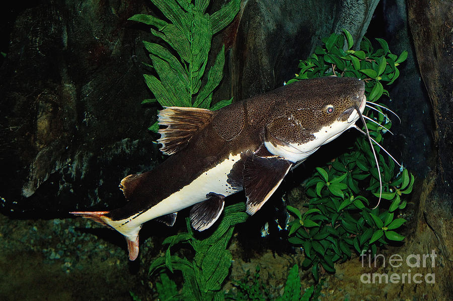 Red-tail Catfish Photograph by Gerard Lacz