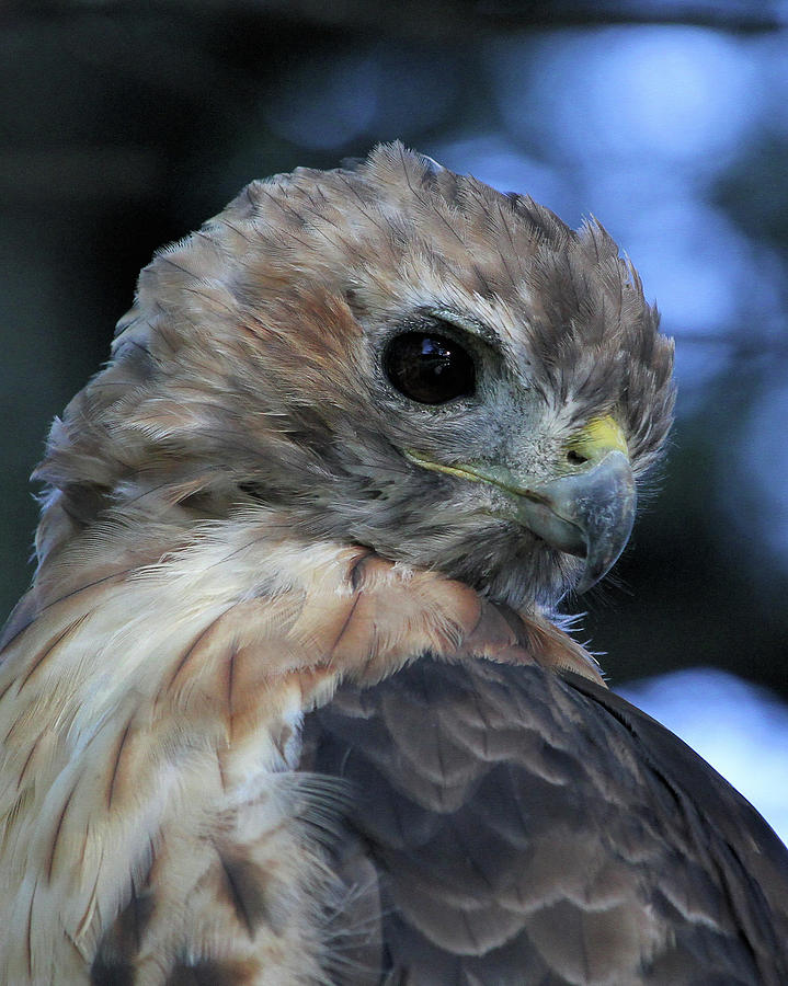 Red-tail Close-up Photograph by Doris Potter