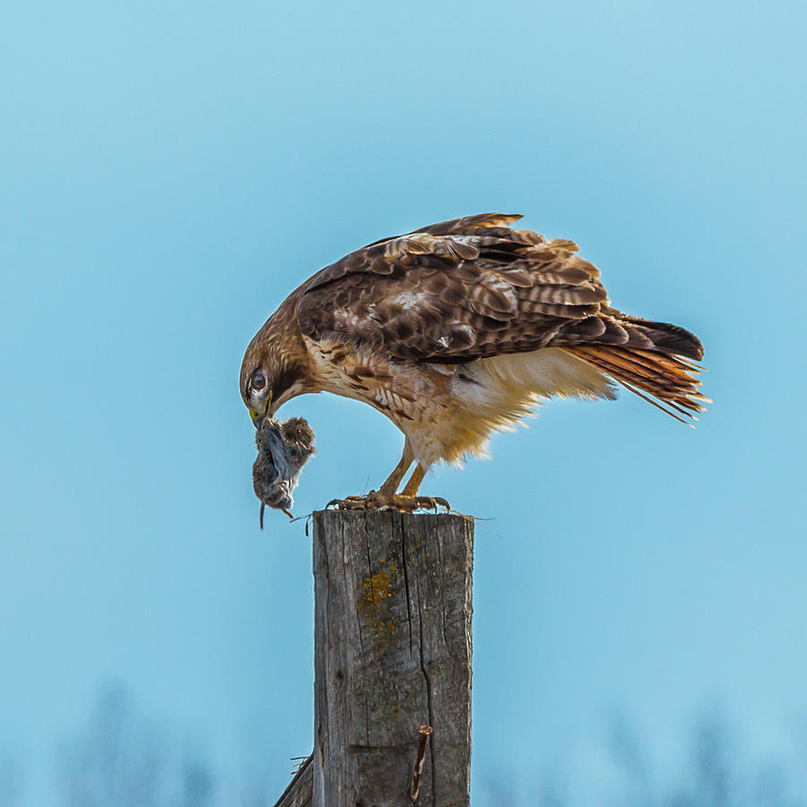 Red-Tail Dinner Photograph by Yeates Photography