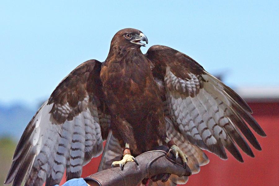 Red Tail Expression Photograph