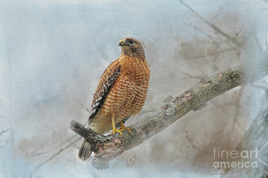 Red Tail Photograph by Geraldine DeBoer