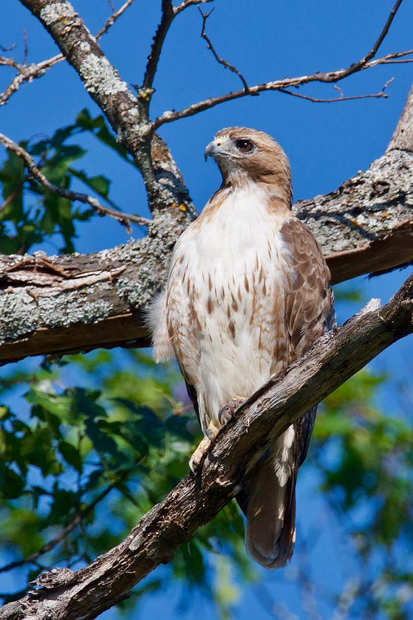 Red-tail Hawk 6813 Photograph by Michael Peychich