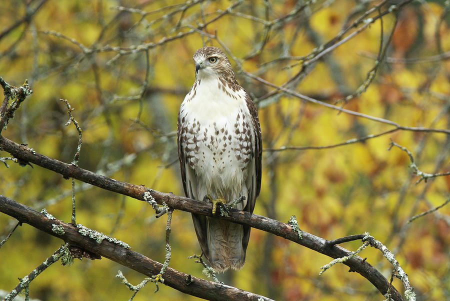 Red Tail Hawk 9887 Photograph by Michael Peychich