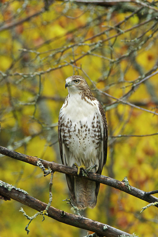 Red Tail Hawk 9888 Photograph by Michael Peychich