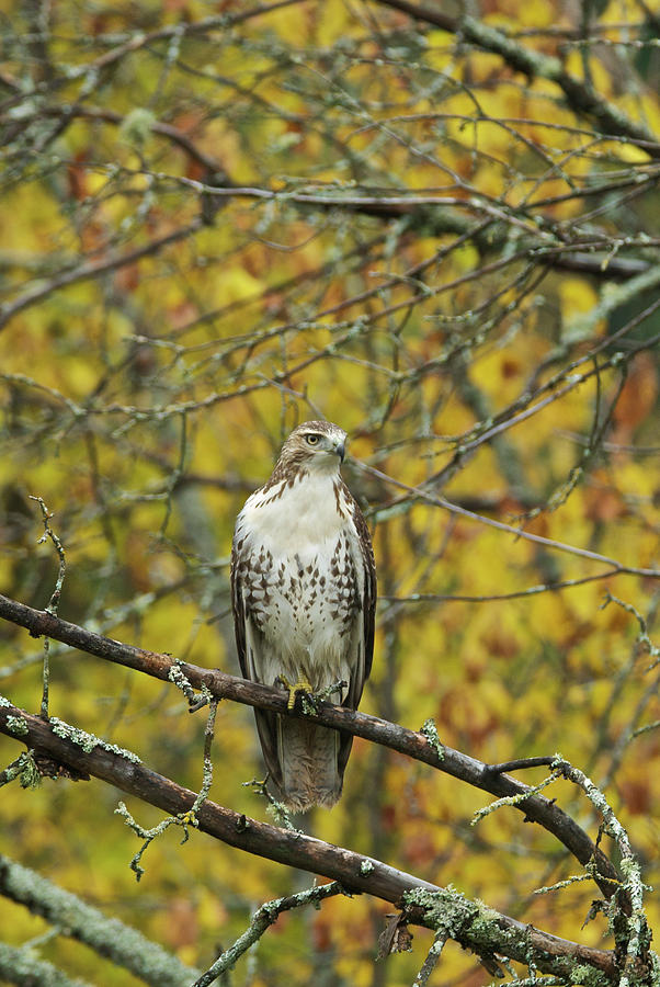 Red Tail Hawk 9890 Photograph by Michael Peychich