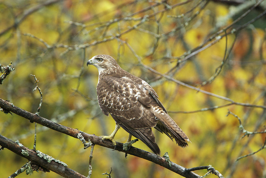 Red Tail Hawk 9895 Photograph by Michael Peychich