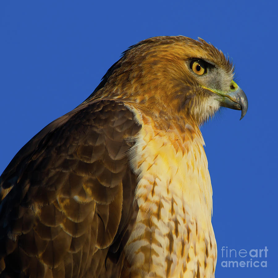 Hawk Photograph - Red Tail Hawk by CJ Park