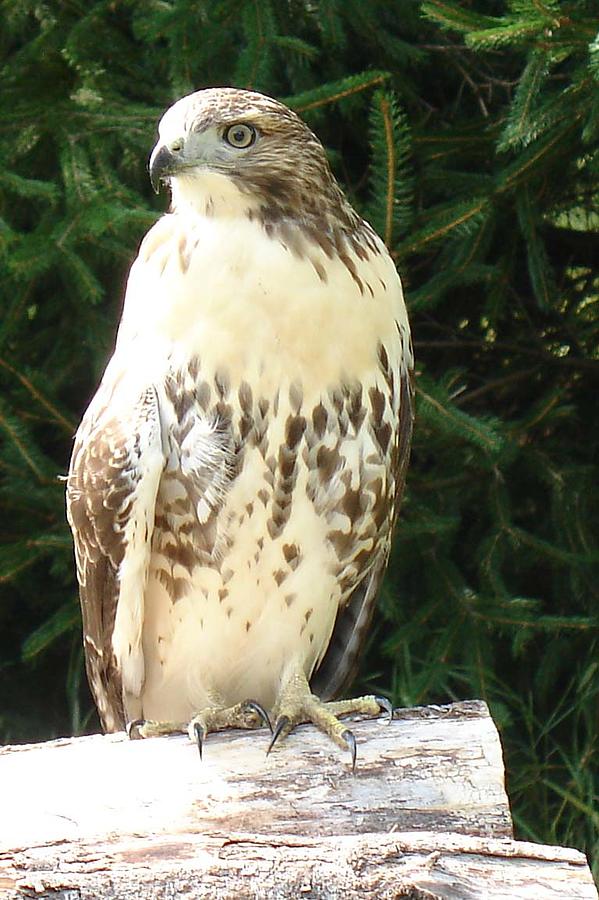 Red Tail Hawk Photograph - Red Tail Hawk by Geralyn Palmer