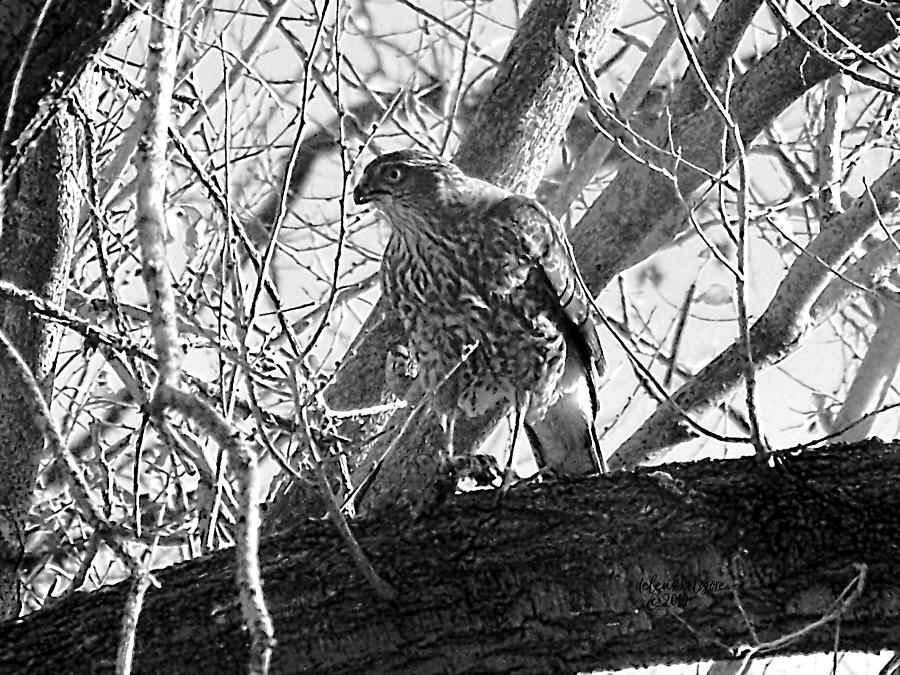 Red Tail Hawk in black and white by Deleas Kilgore Red Tail Hawk in black and white by Deleas Kilgore