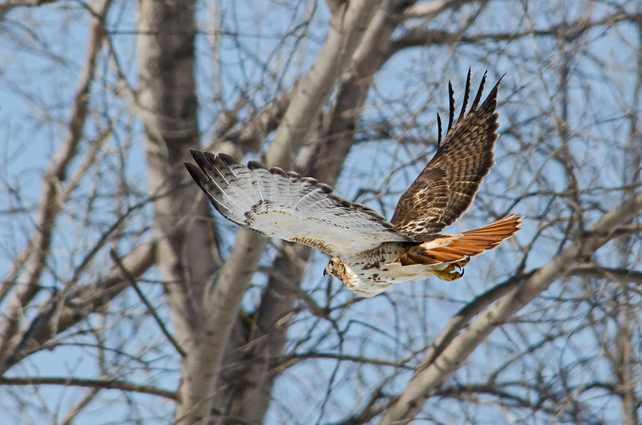 Red Tail Hawk in Flight Photograph by Deborah Ritch