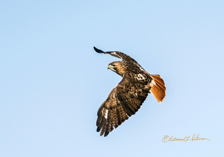 Red-tail Hawk In Flight Photograph by Ed Peterson