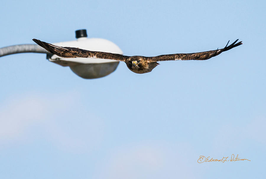 Red-tail Hawk Inbound Photograph by Ed Peterson