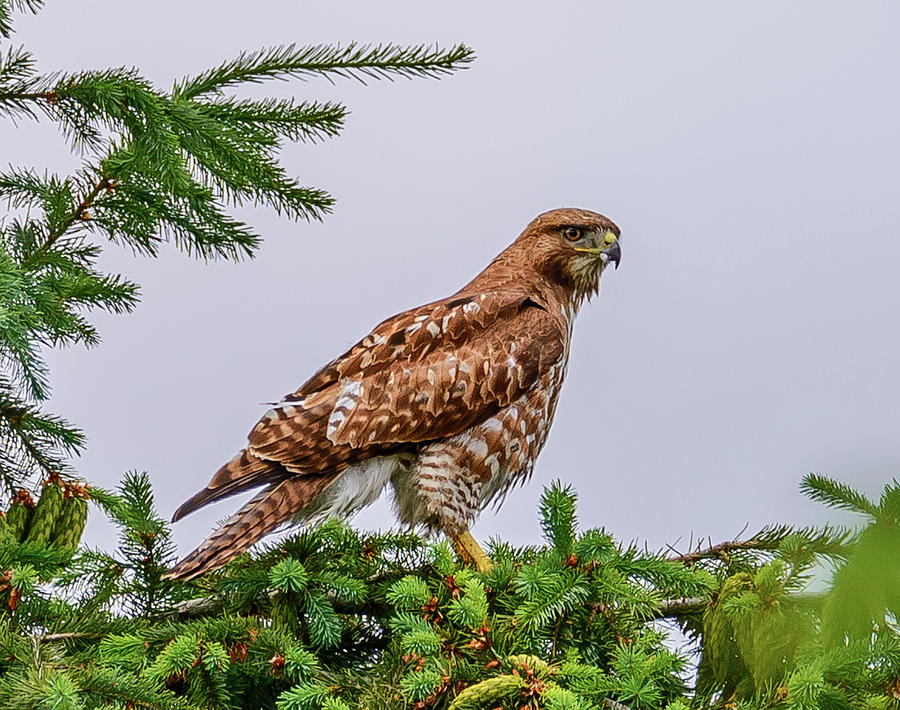 Red Tail Hawk Photograph by Jerry Cahill