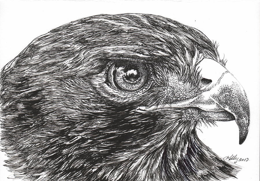 Red Tail Hawk Drawing by Kathleen Kelly Thompson