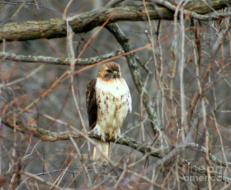 Red Tail Hawk Photograph by Kay Novy
