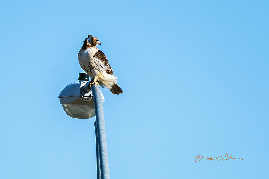 Red-tail Hawk Lookout Photograph by Ed Peterson