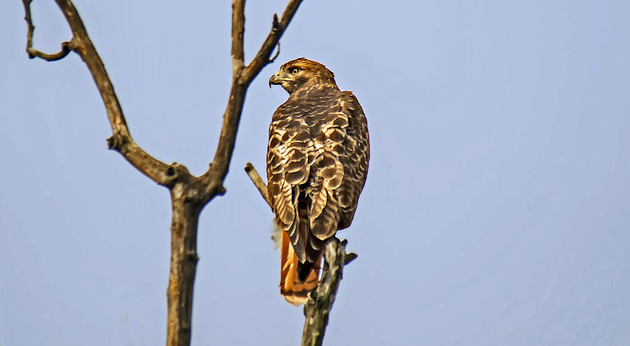 Red Tail Hawk Photograph by Michael Whitaker