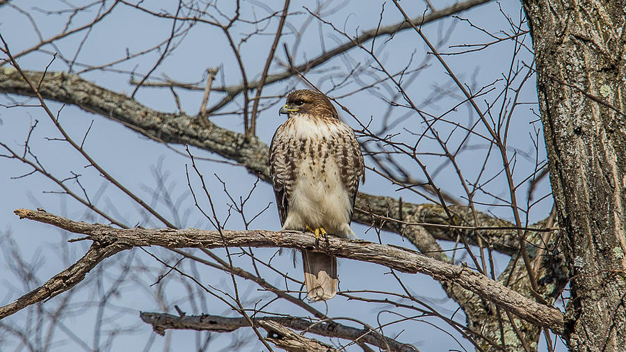 Red Tail Hawk Photograph by Nestor Colon - Fine Art America