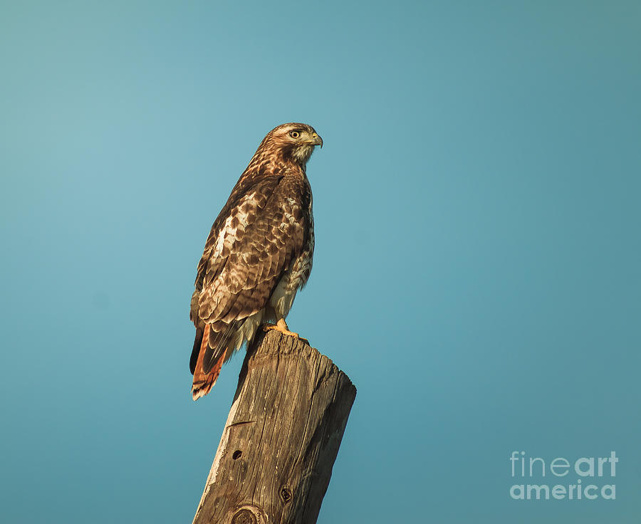 Red-Tail Hawk On Pole Photograph by Robert Frederick