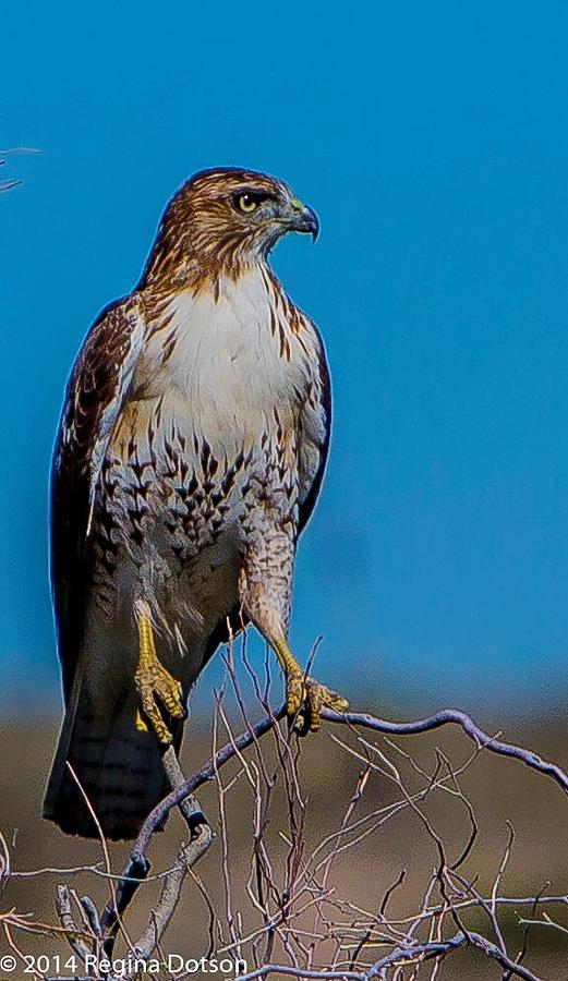 Red Tail Hawk on the prowl Photograph by Regina Dotson - Fine Art America