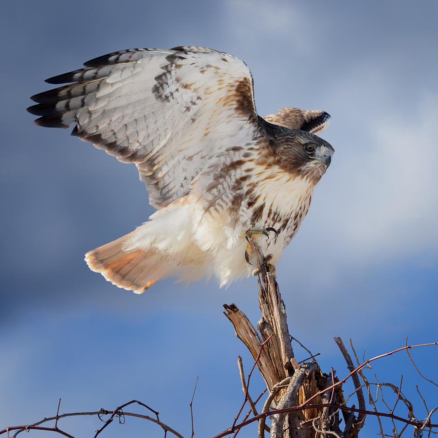 Hawk Photograph - Red Tail Hawk Perch by Bill Wakeley