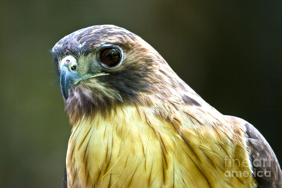 Red Tail Hawk by Photography by Laura Lee Red Tail Hawk by Photography by Laura Lee