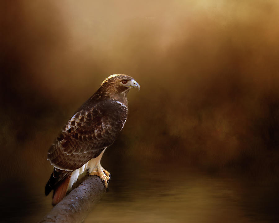Red Tail Hawk Resting Place Photograph by TnBackroadsPhotos 