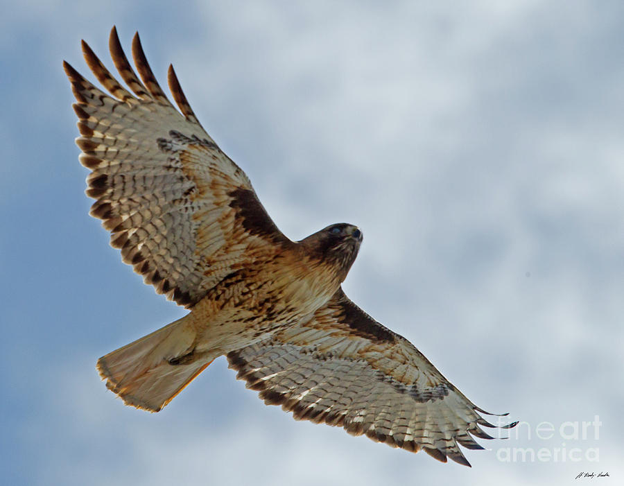 Red-Tail Hawk-Signed-#3092 Photograph by J L Woody Wooden