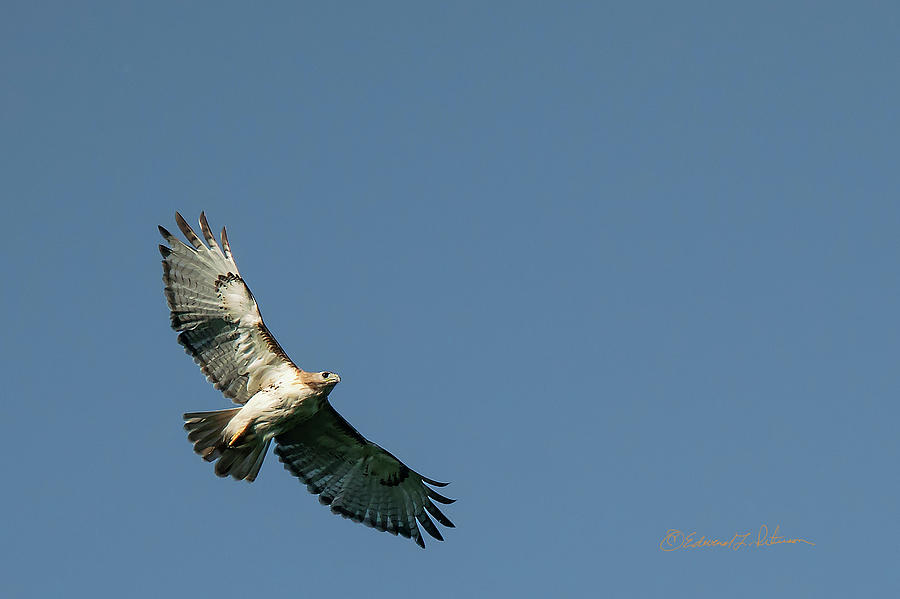 Red-tail Hawk Soaring Photograph by Ed Peterson