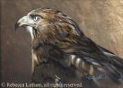Eagle Painting - Red Tail Hawk Study by Rebecca Latham Eagle Painting - Red Tail Hawk Study by Rebecca Latham