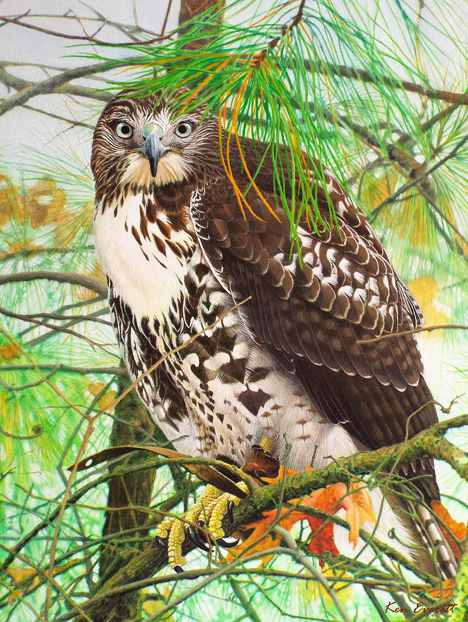 Hawk Painting - Red Tail Hawk, Thistle by Ken Everett