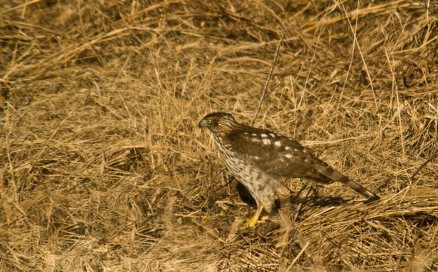 Red Tail Hawk Walking Photograph by Douglas Barnett