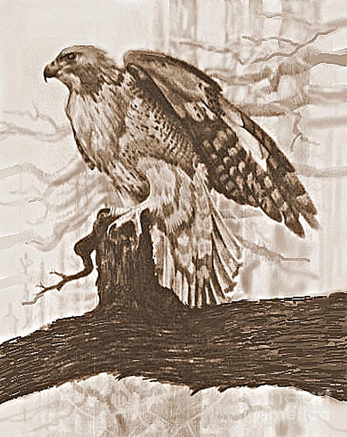 Red Tail Hawk Drawing by William Michel