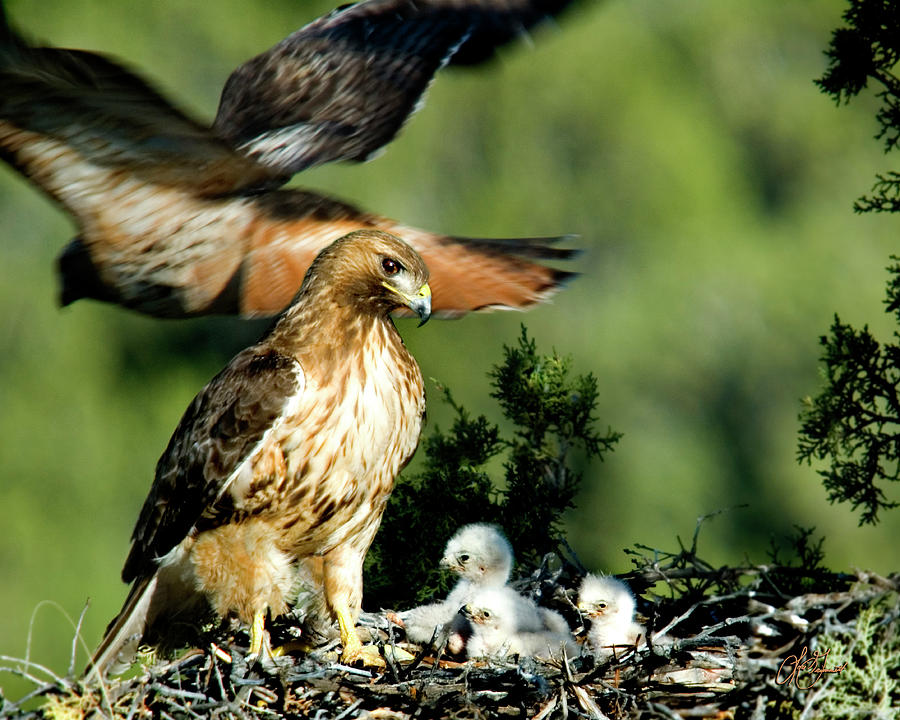 Bird Photograph - Red Tail Hawks - Next Generation - Horizontal by Lori Grimmett