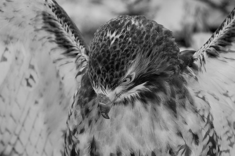 Red Tail in Black and White Photograph by Joye Ardyn Durham