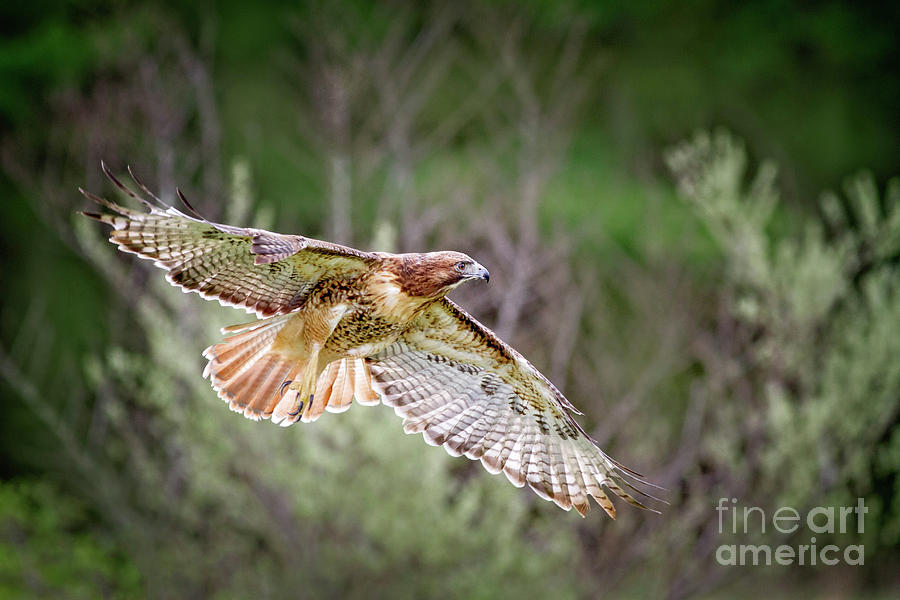 Bird Photograph - Red Tail in Flight by Todd Bielby