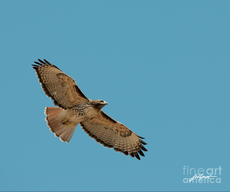 Red Tail Hawk Photograph - Red Tail by Bon and Jim Fillpot