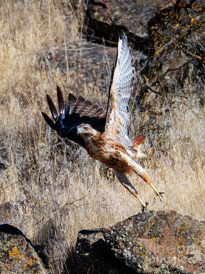 Red-tail Leap Photograph