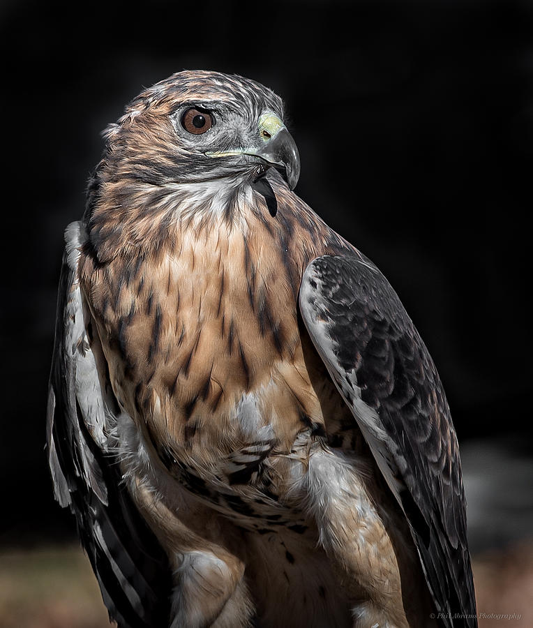 Hawk Photograph - Red Tail by Phil Abrams