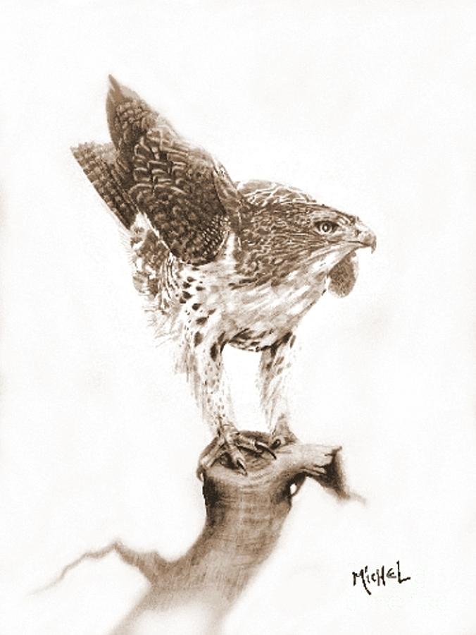 Red Tail sepia Pastel by William Michel