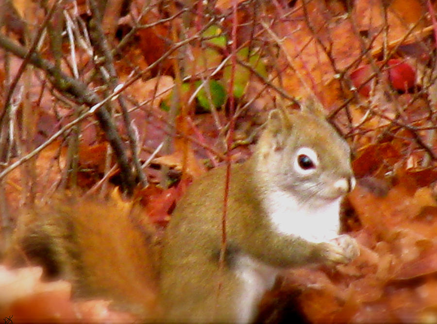 Red Tail Squirrel  Photograph by Debra     Vatalaro