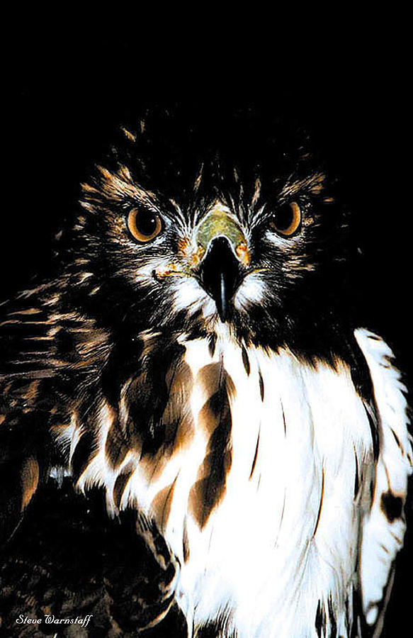 Red Tail Photograph by Steve Warnstaff