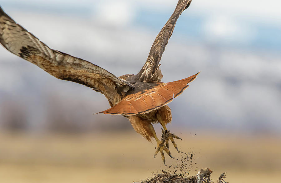 Red Tail Take Off Photograph by Marc Crumpler