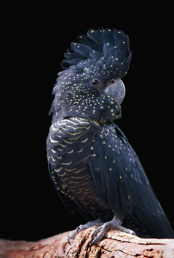 Red Tailed Black Cockatoo Photograph by Paul Looyen - Fine Art America