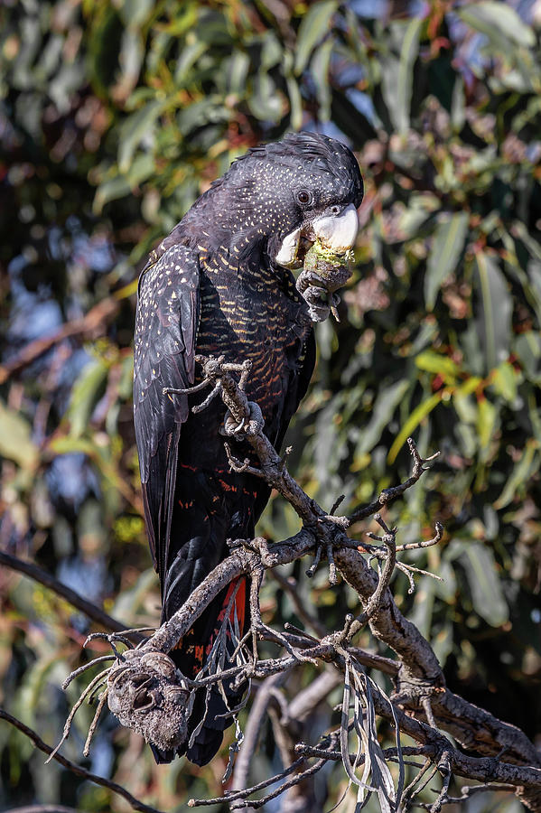 Red Tailed Black Cockatoo Photograph by Robert Caddy