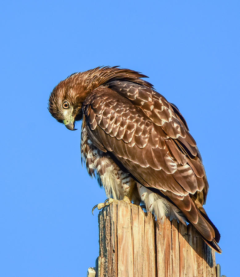 Red Tailed Hawk 10 Photograph by Rick Mosher